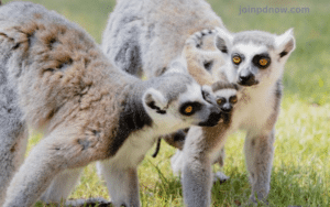 Adelaide Zoo