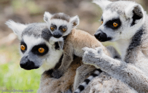 Adelaide Zoo