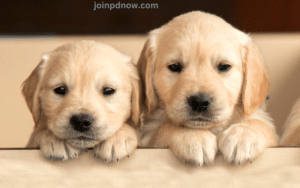 Free Pet Ads 1