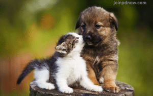 Free Pet Ads 2
