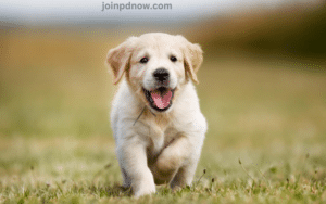 Selling Pets Online