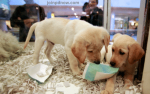 Selling Pets Online