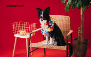 pet advertising 2