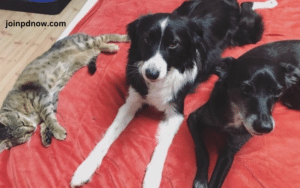 Cats' Reactions to Being Sat on by Dogs