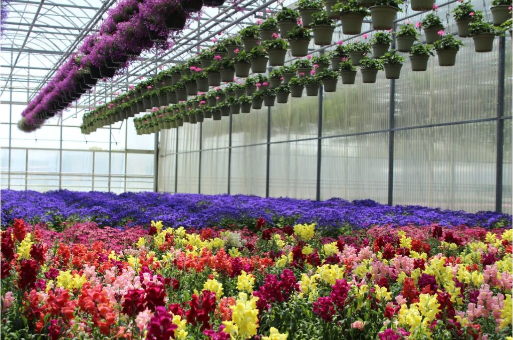 Greenhouse Garden